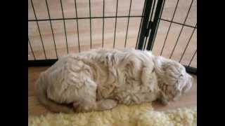 Nestje 2012  Week 7 video 4  Freonskip Australian Labradoodles [upl. by Mallorie]