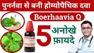 Punarnava ke fayde Benefits of Punarnava Boerhavia diffusa homeopathic medicine RxHpathy [upl. by Ffej859]