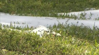 Large swarm of Africanized bees found in Parkland park [upl. by Merralee841]