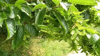 Sounds of Hornbeam in Fruit in the Cotswolds at Lower Slaughter [upl. by Elleirb]