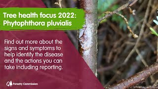 Tree Health Focus 2022 Phytophthora pluvialis [upl. by Trojan]