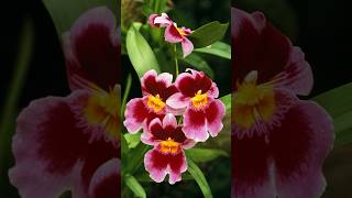 Enchanting Miltonia Orchid shorts orchid flowers PlantsWorld [upl. by Llertnahs665]