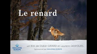 LE RENARD  Film officiel 2022  en lien avec le projet 2024 du film quotLHomme et le renardquot [upl. by Myca]