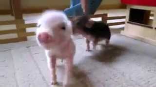 Pet piglets oinking [upl. by Guinevere]