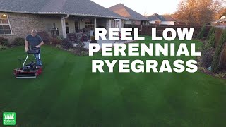 Reel Low Perennial Ryegrass  December 2017 time lapse [upl. by Hime632]