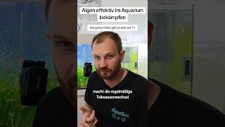 Beachte das bei einer Algenbekämpfung in deinem Aquarium  Algen im Aquarium bekämpfen [upl. by Melone86]