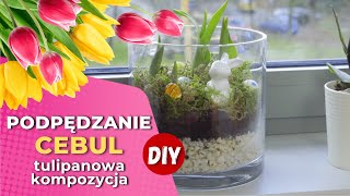 DIY  Jak wyhodować tulipany w domu Podpędzanie cebul [upl. by Ittap]