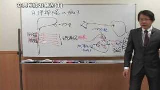 【医教】人体の基礎 第7巻脳・神経系 サンプル動画 [upl. by Servais958]