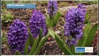 Growing Hyacinth  How to plant and grow Hyacinth [upl. by Imugem]