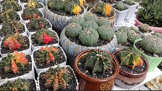 basang basa sa ulan ang aking mga gymnocalycium at asterias cactus quick update [upl. by Pierce747]