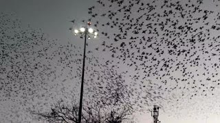 Group of Birds Flying Away Simultaneously Over Ahmedabad Railway Station India [upl. by Howenstein]