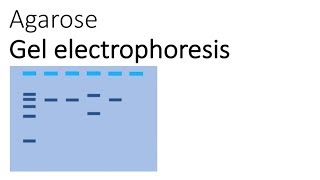 Agarose Gel Electrophoresis [upl. by Friede]