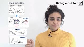 10 Biología Celular Estructura y función de los Hidratos de Carbono [upl. by Gabriele]