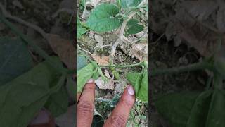 Fusarium wilt in Patal  परवल का पौधा में सूखने का बीमारी । villagelife biharagriculture farmer [upl. by Aivirt]