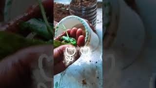 Gulab ki cutting kaise lagaen  How to GROW rose cutting  waterleaf trending viralshorts shorts [upl. by Mcnalley]