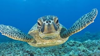 Swimming with Sea Turtles Beautiful Surprises Underwater [upl. by Macegan]