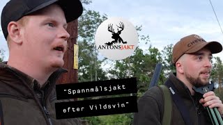 Spannmålsjakt efter Vildsvin I Antonsjakt [upl. by Phyllis]