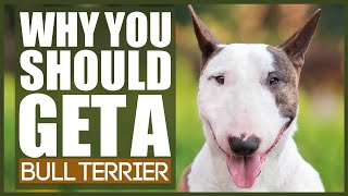 5 Reasons Why YOU SHOULD Get A BULL TERRIER [upl. by Ailegna]