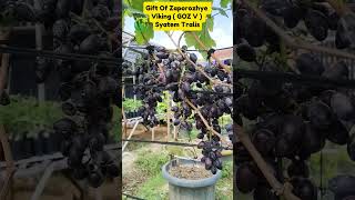 Gift of Zaporozhye Viking  GOZ V gardenberkebunanggur fruit [upl. by Yrekcaz]