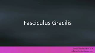 Pronunciation of the words quotFasciculus Gracilisquot [upl. by Atinet118]