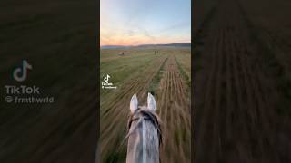 galloping in a field uncontrollable equestrian youtube pony shorts viral [upl. by Rego]