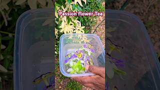 Easy To Make Passion Flower Tea Recipe passionflower tea maypop tropical fruit drink sedation [upl. by Latyrc]