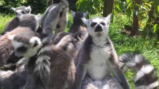 Funny lemurs the best compilations [upl. by Zinck]