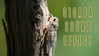 CICADA CHIRP l INSECTS I Sound effect I free download [upl. by Skipton]