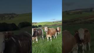 Christie Birchfield Glass  25 Simmental Heifers [upl. by Aisilef18]