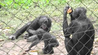 Bonobos at Lola Ya Bonobo Sanctuary [upl. by O'Conner]