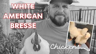 Lets chat about White American Bresse chickens Chicken Breeds Series Part 1 [upl. by Aneehsal58]