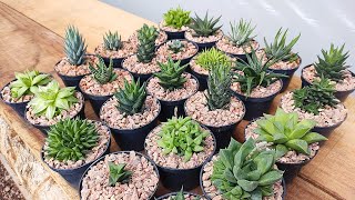 25 Haworthias identificadas para sua coleção [upl. by Robet]