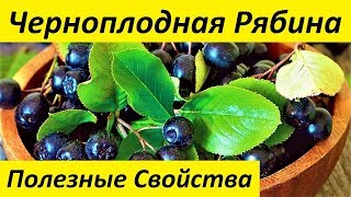 Черноплодная РябинаПолезные Свойства Черноплодной Рябины [upl. by Leahciam]