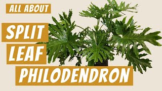 All about the Split Leaf Philodendron  Philodendron Selloum  Tree Philodendron [upl. by Niledam]