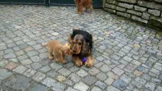 Englisch Cocker Spaniel Welpen  Puppies 10 Wochenalt [upl. by Enirehs]