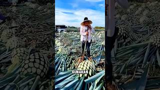 Agave  proses pembuatan TEQUILA [upl. by Northington509]