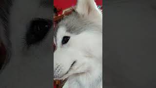 minivlog huskyplaying musicgenre husky huskydoglovers musicsong pets huskylover153 [upl. by Enaols]