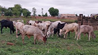 growing brachiaria in Ghana Tamale cattlefarming livestock femalefarmer Godfirst bull [upl. by Mario]