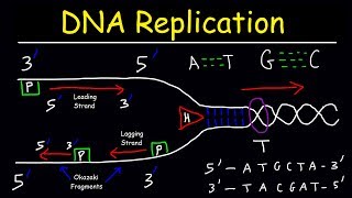 DNA Replication  Leading Strand vs Lagging Strand amp Okazaki Fragments [upl. by Stanislas]