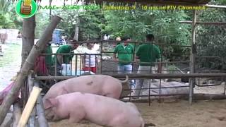 Babuyang Walang AmoyNatural Hog Raising Best Lechon Contest Part 1 [upl. by Yehtomit]