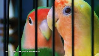 Peach Faced Lovebird Sounds 4 Hours  Wild Green amp Lutino [upl. by Whitehurst]