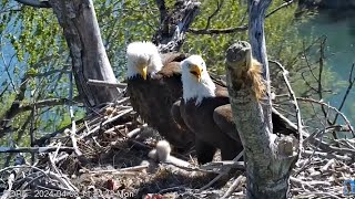 Redding Eagles  2024 April 8 [upl. by Tessler]