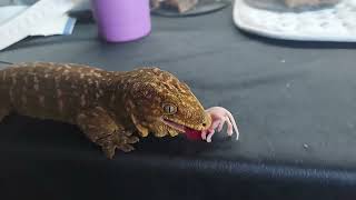 leachie gecko eating pinky mouse [upl. by Shiri]