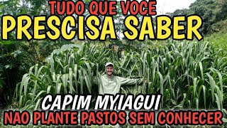 capim myiagui tudo que você precisa saber antes de formar seus pastos pra não errar como fizemos [upl. by Mayyahk829]