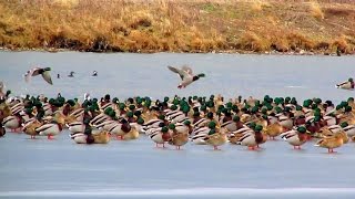 Huge Flock of Mallard Ducks in Montana [upl. by Tniassuot]