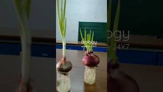 mitosis in onion root tip experiment preparation on 06122023 [upl. by Ylremik]