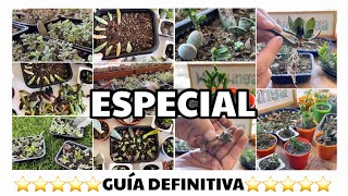 Reproducir Suculentas por Hoja  GUIA DEFINITIVA Paso a Paso  TIPS [upl. by Yesllek733]