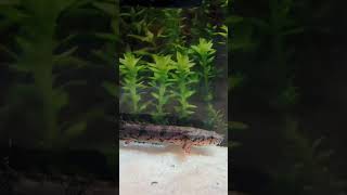 Added Dragon fish aka Delhezi bichir 🐉 aquarium freshwaterfish aquascape [upl. by Coe632]