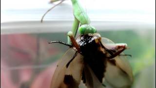 Giant mantis vs cockroaches  mante géante vs blatte [upl. by Annitsirhc149]