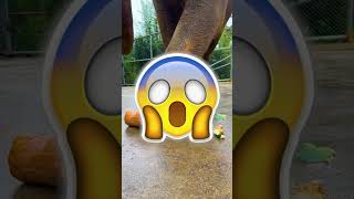 👃ELEPHANT Nose On The Inside👃 [upl. by Maisey]